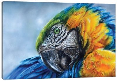 Parrot I Canvas Art Print - Derek Turcotte