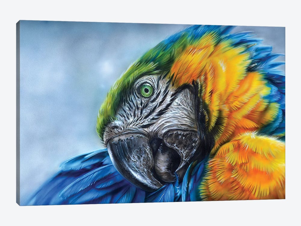 Parrot I by Derek Turcotte 1-piece Art Print