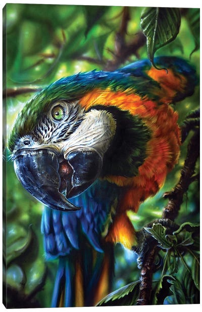 Parrot II Canvas Art Print - Parrot Art