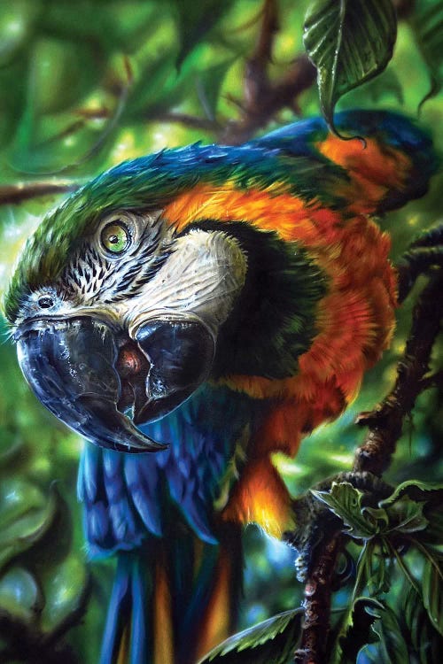 Parrot II