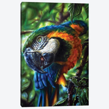 Parrot II Canvas Print #DET41} by Derek Turcotte Canvas Print