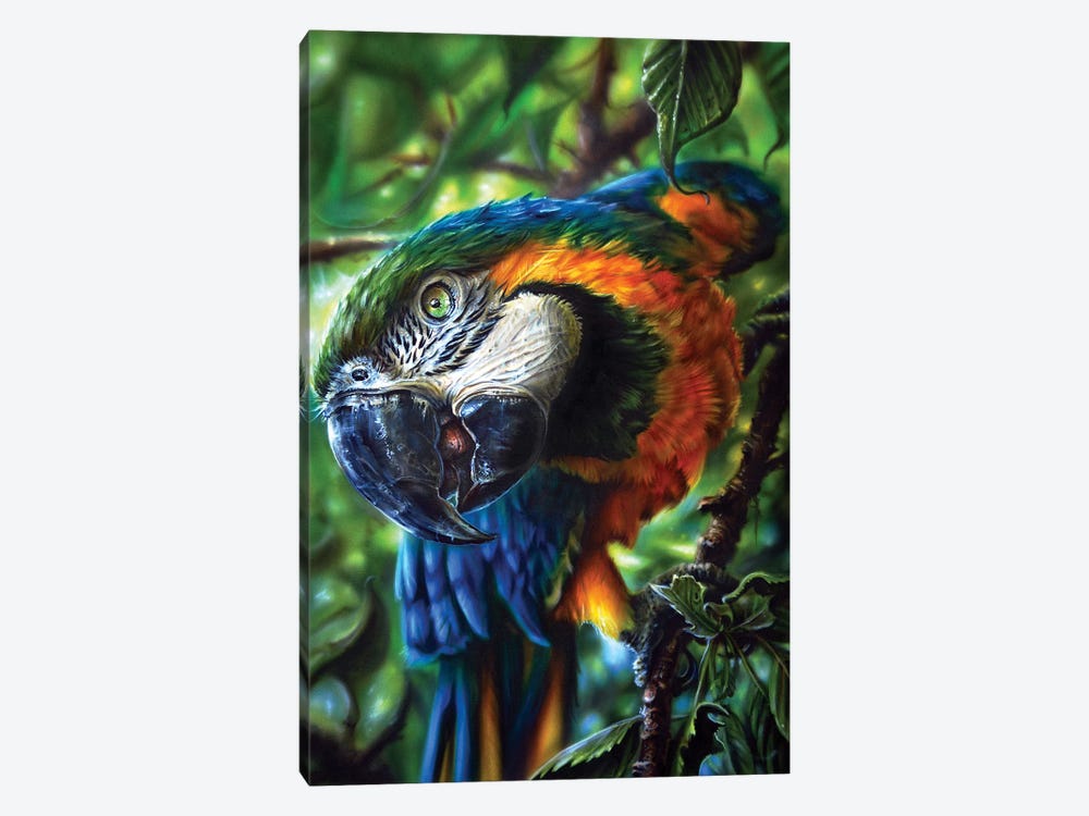 Parrot II by Derek Turcotte 1-piece Canvas Artwork