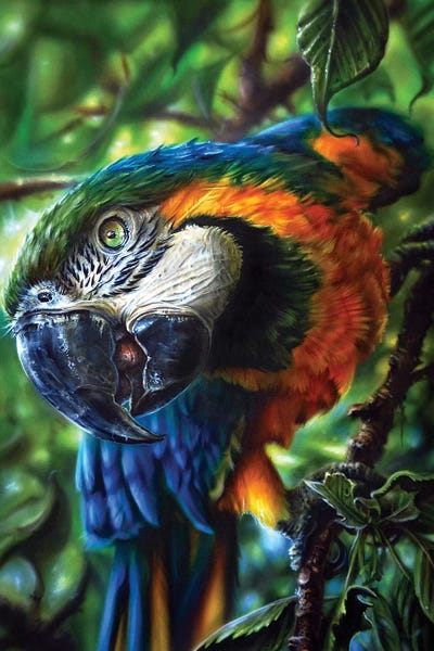 Parrots: Parrot II by Derek Turcotte