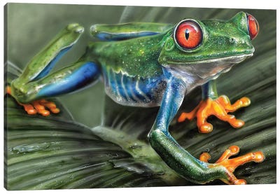 Tree Frog I Canvas Art Print - Reptile & Amphibian Art