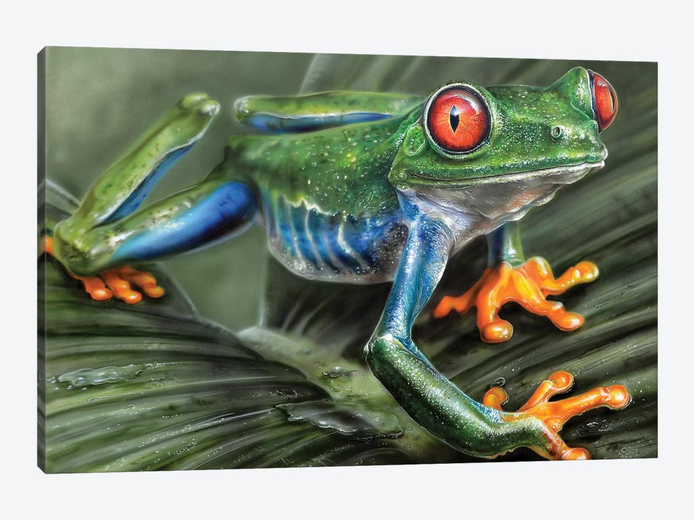 Tree Frog I by Derek Turcotte 1-piece Canvas Wall Art