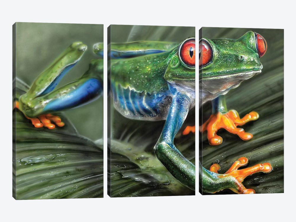 Tree Frog I by Derek Turcotte 3-piece Canvas Art