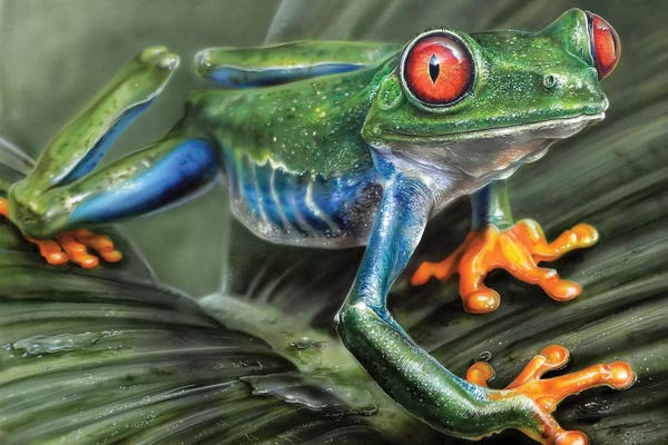 Frogs: Tree Frog I by Derek Turcotte