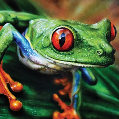 Tree Frog II by Derek Turcotte gallery poster