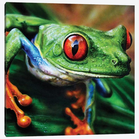 Tree Frog II Canvas Print #DET55} by Derek Turcotte Art Print