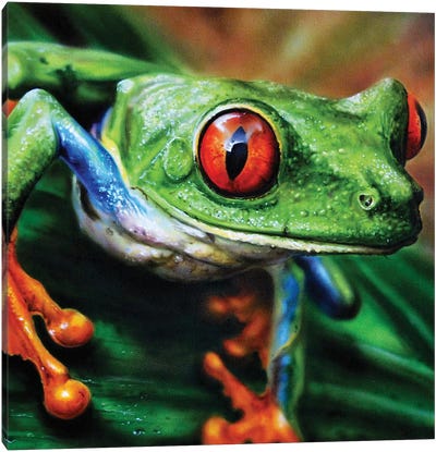 Tree Frog II Canvas Art Print - Derek Turcotte