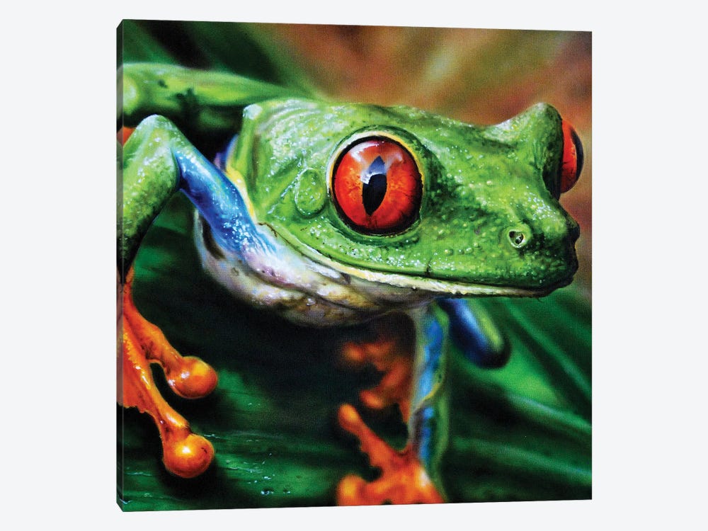 Tree Frog II by Derek Turcotte 1-piece Canvas Print