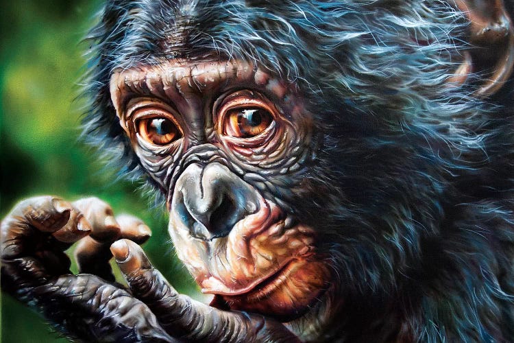 Bonobo Monkey by Derek Turcotte wall art