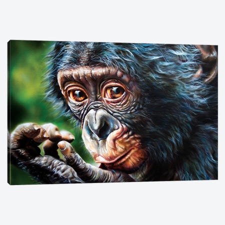 Bonobo Monkey Canvas Print #DET9} by Derek Turcotte Canvas Art