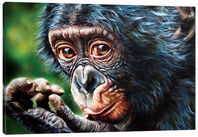Bonobo Monkey Canvas Art Print - Derek Turcotte