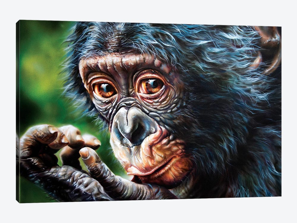 Bonobo Monkey by Derek Turcotte 1-piece Canvas Wall Art