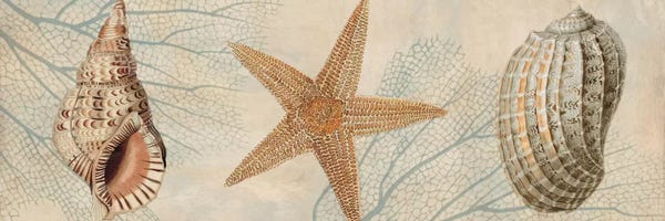 Sea Shells: Ocean Companions I by Deborah Devellier