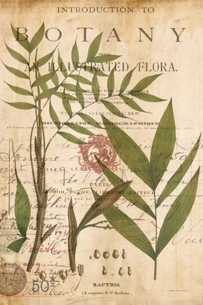 Tropical Leaves: Palm Study II by Deborah Devellier