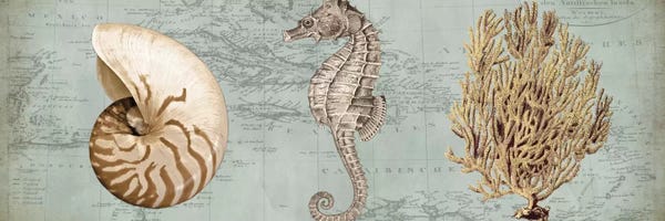 Deborah Devellier: Sea Treasures I by Deborah Devellier