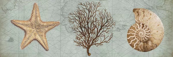 Nautiluses: Sea Treasures II by Deborah Devellier