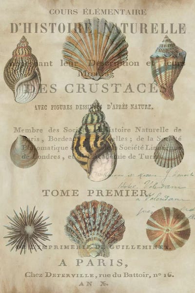 Sea Shells: Shell Collection I by Deborah Devellier