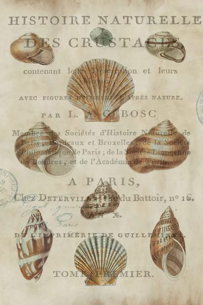 Sea Shells: Shell Collection II by Deborah Devellier