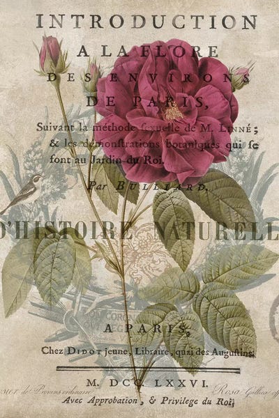 French Country Décor: Botanique I by Deborah Devellier