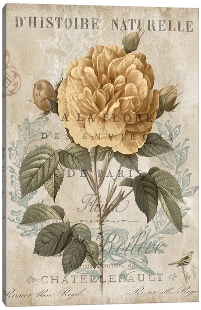 Botanique II Canvas Art Print - Deborah Devellier