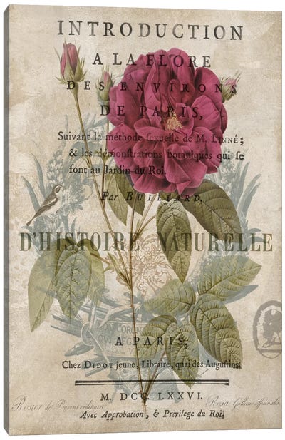 Botanique I Canvas Art Print - Rose Art