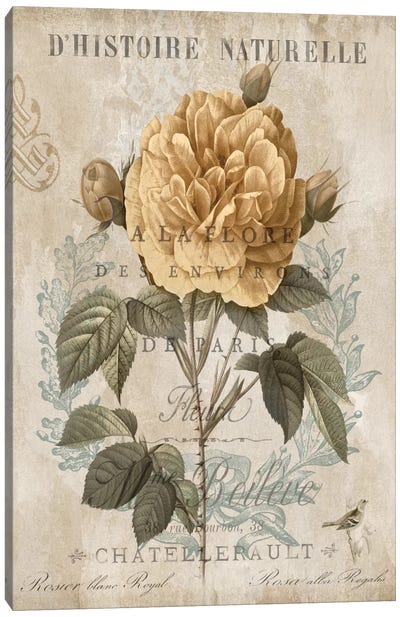 Botanique II Canvas Art Print - Rose Art