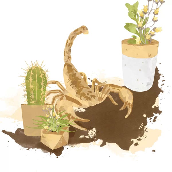 Scorpions: Modern Desert Dwelling by 5by5collective