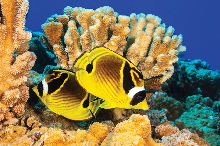 A Pair Of Raccoon Butterflyfish, Chaetodon Lunula, Swimming By Hard Coral, Hawaii