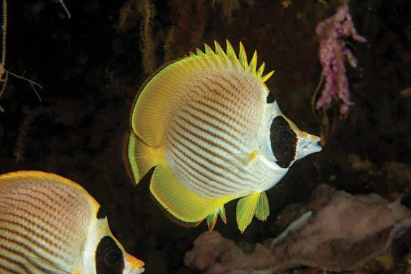 Philippines: A Philippine Butterflyfish, Chaetodon Adiergastos, Also Known As A Panda Butterflyfish, Philippines by David Fleetham