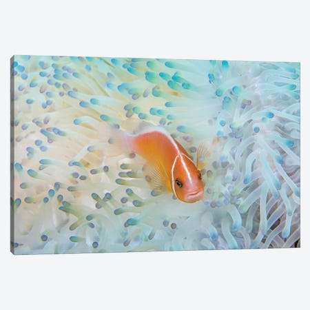 A Pink Anemonefish, Amphiprion Perideraion, In An Anemone That Is Bleaching From High Ocean Temperatures Canvas Print #DFH102} by David Fleetham Canvas Art Print