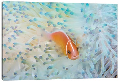 A Pink Anemonefish, Amphiprion Perideraion, In An Anemone That Is Bleaching From High Ocean Temperatures Canvas Art Print - David Fleetham