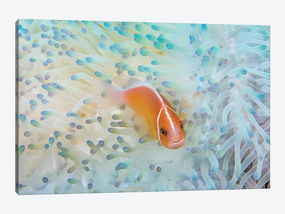 A Pink Anemonefish, Amphiprion Perideraion, In An Anemone That Is Bleaching From High Ocean Temperatures by David Fleetham 1-piece Canvas Art Print