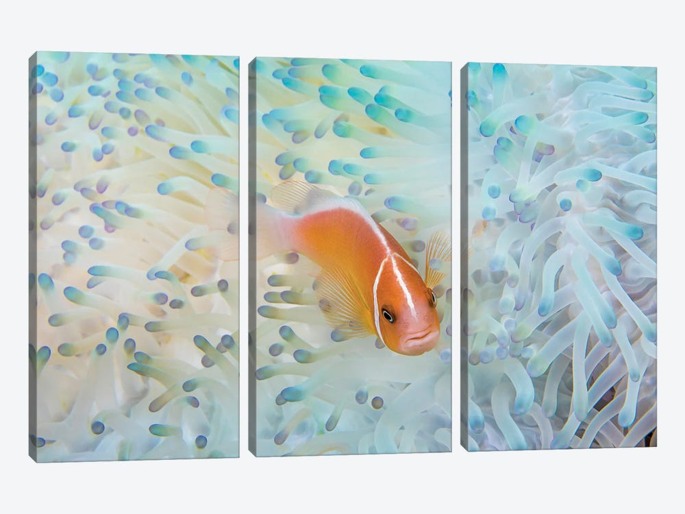 A Pink Anemonefish, Amphiprion Perideraion, In An Anemone That Is Bleaching From High Ocean Temperatures by David Fleetham 3-piece Canvas Art Print