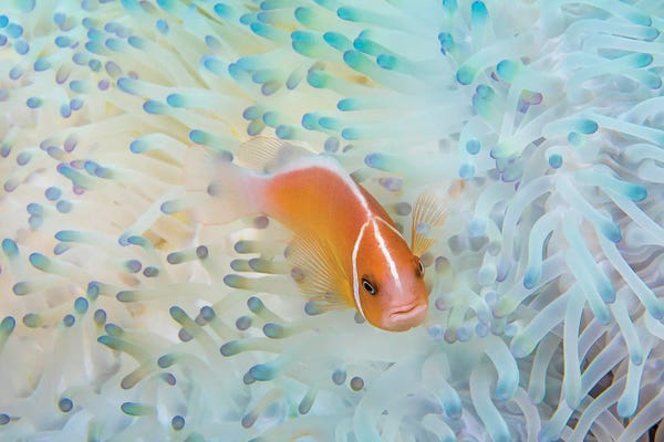 David Fleetham: A Pink Anemonefish, Amphiprion Perideraion, In An Anemone That Is Bleaching From High Ocean Temperatures by David Fleetham