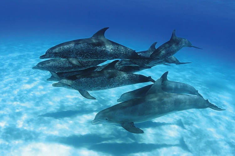 A Pod Of Atlantic Spotted Dolphins, Stenella Plagiodon, In The Bahamas