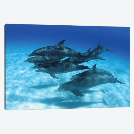 A Pod Of Atlantic Spotted Dolphins, Stenella Plagiodon, In The Bahamas Canvas Print #DFH103} by David Fleetham Canvas Art Print