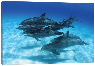 A Pod Of Atlantic Spotted Dolphins, Stenella Plagiodon, In The Bahamas Canvas Art Print - David Fleetham