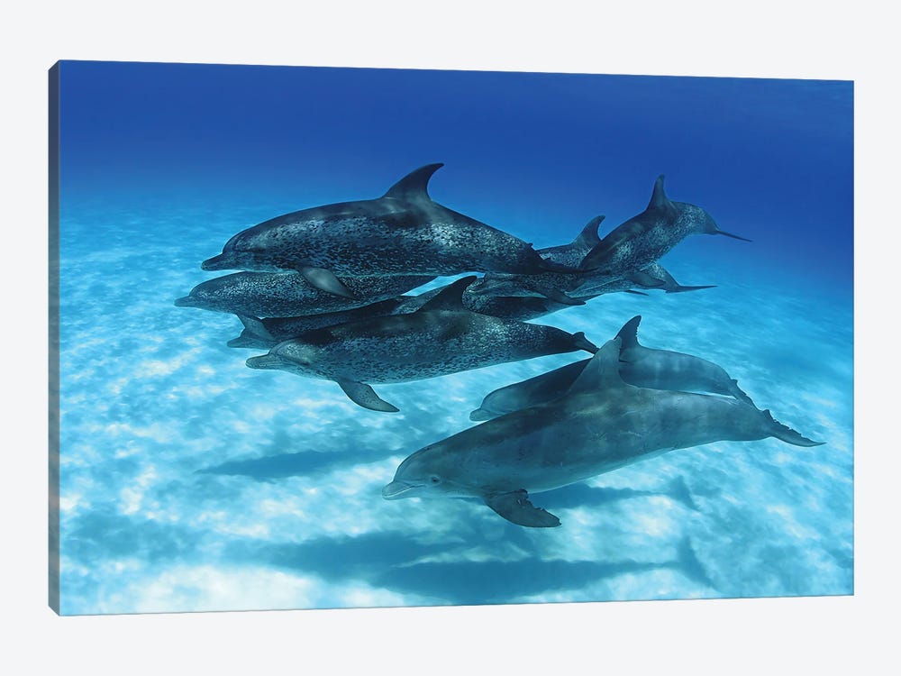 A Pod Of Atlantic Spotted Dolphins, Stenella Plagiodon, In The Bahamas by David Fleetham 1-piece Canvas Artwork