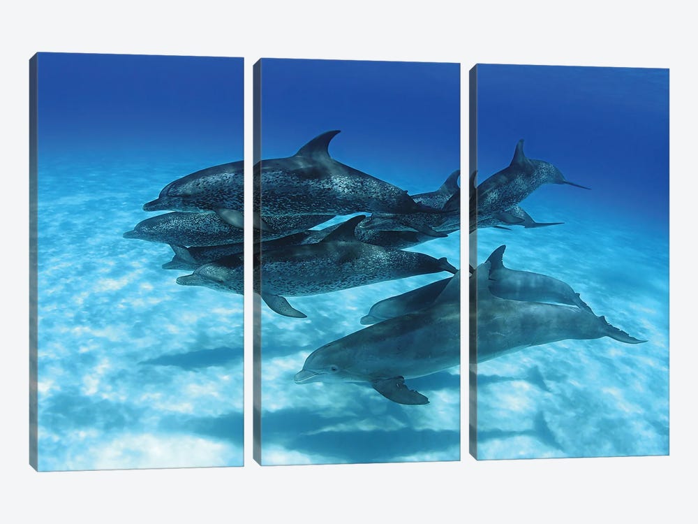 A Pod Of Atlantic Spotted Dolphins, Stenella Plagiodon, In The Bahamas by David Fleetham 3-piece Canvas Art