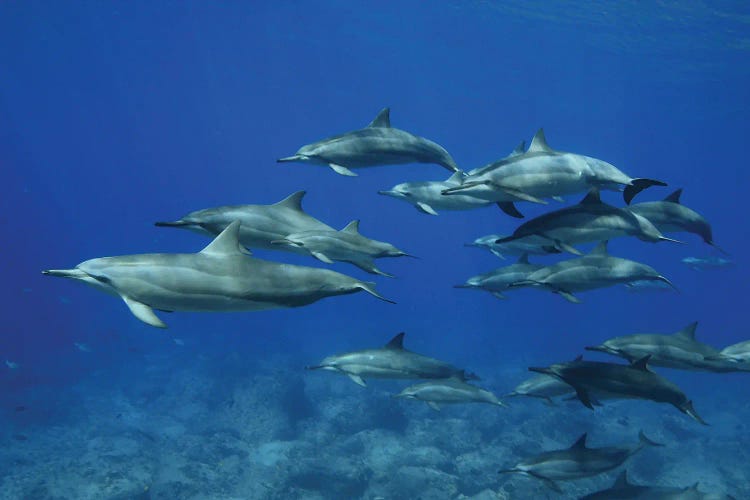 A Pod Of Spinner Dolphins (Stenella Longirostris) In Hawaii