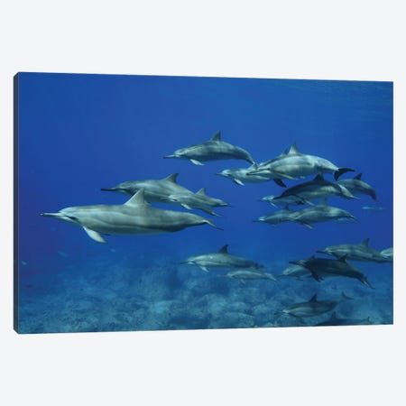 A Pod Of Spinner Dolphins (Stenella Longirostris) In Hawaii Canvas Print #DFH104} by David Fleetham Canvas Artwork