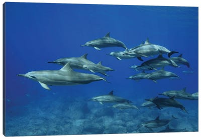 A Pod Of Spinner Dolphins (Stenella Longirostris) In Hawaii Canvas Art Print - David Fleetham