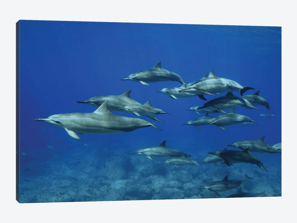 A Pod Of Spinner Dolphins (Stenella Longirostris) In Hawaii by David Fleetham 1-piece Canvas Art Print