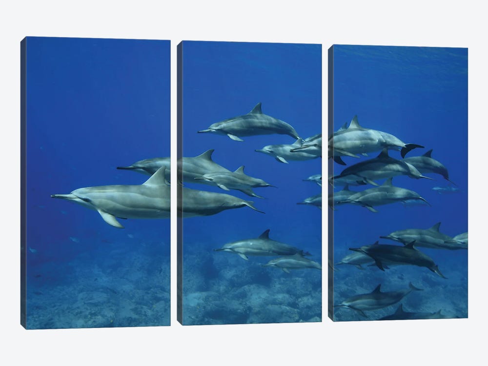 A Pod Of Spinner Dolphins (Stenella Longirostris) In Hawaii by David Fleetham 3-piece Canvas Print