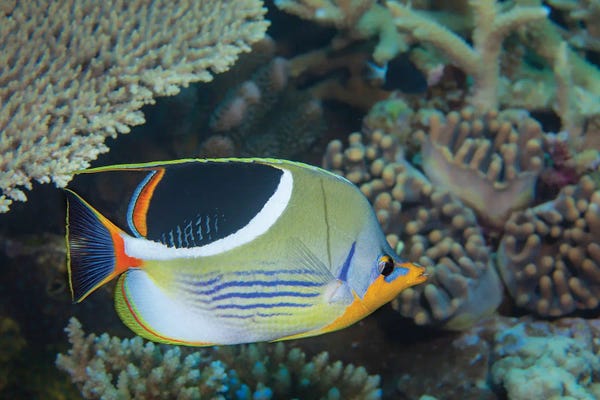 Fiji: A Saddleback Butterflyfish, Chaetodon Ephippium, Fiji by David Fleetham
