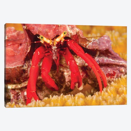A Scarlet Leg Hermit Crab, Paguristes Cadenati, Off The Island Of Bonaire In The Caribbean Canvas Print #DFH106} by David Fleetham Canvas Artwork