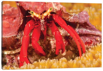 A Scarlet Leg Hermit Crab, Paguristes Cadenati, Off The Island Of Bonaire In The Caribbean Canvas Art Print - David Fleetham